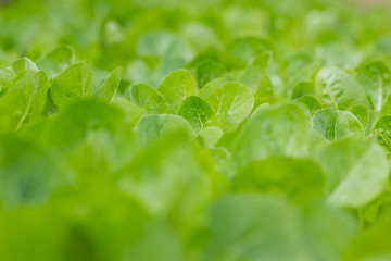 green lettuce plants grow in vegetable garden