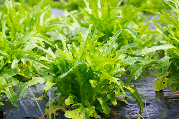 green lettuce plants grow in vegetable garden