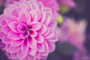 Chrysanthemum flower