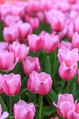 Fototapeta premium Colorful tulips in the park in Chiang Rai, Thailand