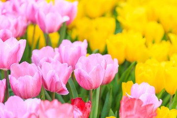 Colorful tulips in the park in Chiang Rai, Thailand