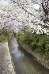 Philosopher's Walk in Kyoto. Cherry Blossom season in Japan.