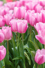 Fototapeta premium Colorful tulips in the park in Chiang Rai, Thailand