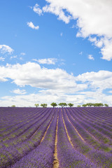 Naklejka na ściany i meble Lavender field with trees in Provence