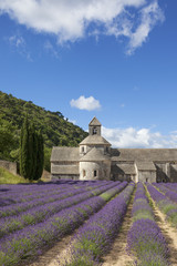 Abbey of Senanque in summer light