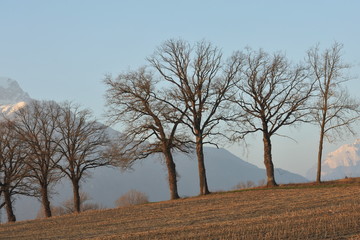 alberi