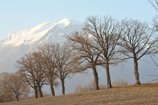 alberi