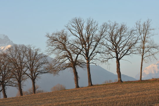 alberi
