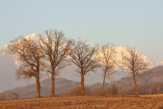 alberi