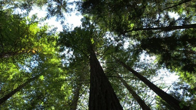 Redwoods in Rotorua New Zealand