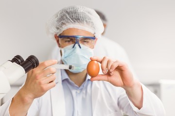 Food scientist injecting an egg