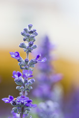 Fototapeta na wymiar Purple flower in the garden