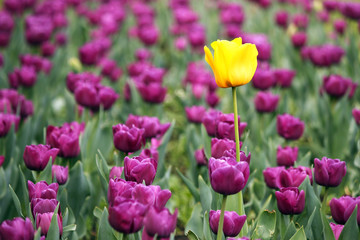 garden with purple and one yellow tulip flower