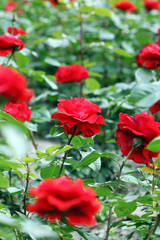 garden with red roses flower