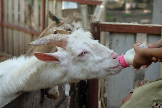 Bottle Feeding Baby Goat, Goat Drinks Milk From Bottle