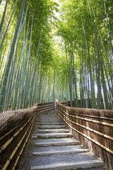 Obraz premium Bamboo forest walkway near adashinonenbutsuji temple, Kyoto