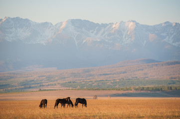 Beautiful bay horse herd grazes in the mountains at sunset