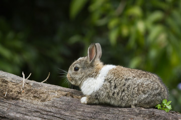 Naklejka na ściany i meble Baby rabbit on a log