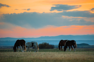Fototapeta na wymiar Beautiful bay horse herd grazes in the mountains at sunset