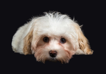 Havaneser Welpe 16 Wochen alt