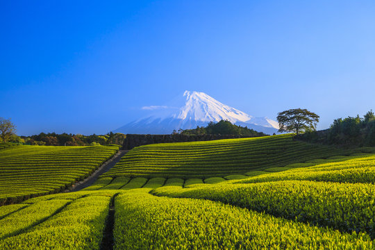 Japanese green tea plantation and Mt. Fuji