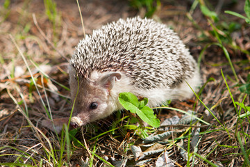 Hedgehog in their natural habitat
