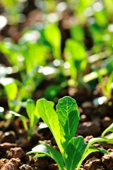 Green choy sum sprout in growth at vegetable garden 