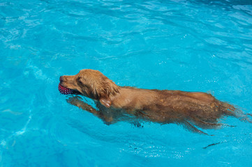 Golden Retriever in the Pool