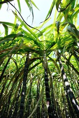 Obraz premium sugarcane plants in growth at field