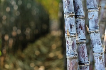 	sugarcane plants in growth at field