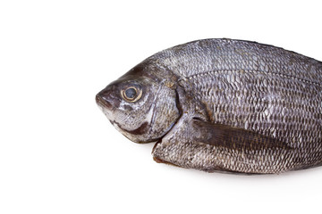 bream isolated