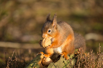Red Squirrel gathering food