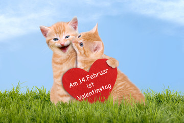 Katzen Liebe, Valentinstag