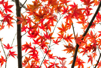 Autumn leaves