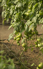 Bush unripe tomatoes