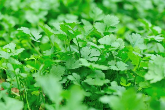 Green corriander in growth at vegetable garden 