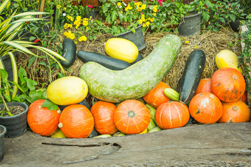 pumpkins at jim thompson farm in thailand