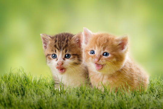 zwei Katzenbabys