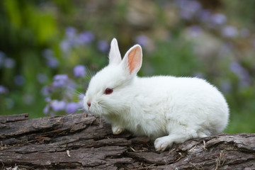 White baby rabbit on trunk