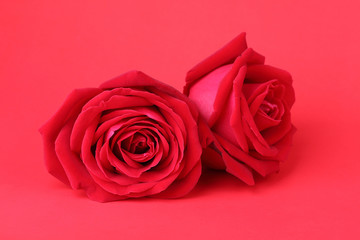 red rose on red background