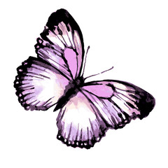 butterfly394