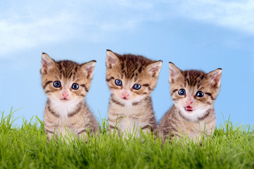 Plakat Drei Katzenbabys