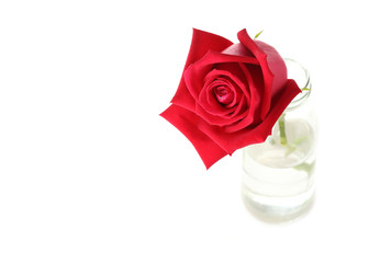 red rose flower in glass vase isolated on white background