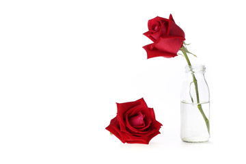 red rose flower in glass vase isolated on white background