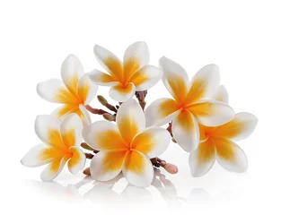 Crédence de cuisine en verre imprimé Frangipanier Frangipani flower isolated on white background