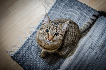 Katzen Portrait