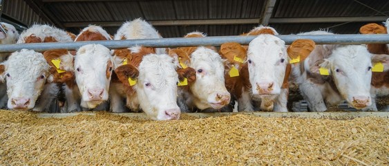 Rindviehstall: Fleckvieh-Bullen fressen Maissilage