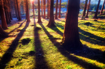 coniferous forest with sunlight