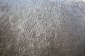 Texture Hippo Skin of Hippopotamus Background