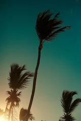 Palmen hinter blauem Sommersonnenunterganghimmel © halayalex